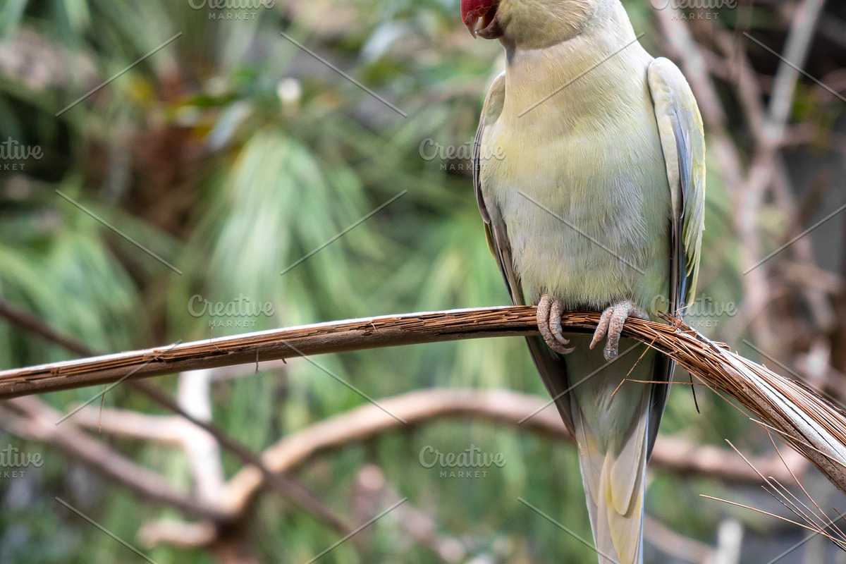 Rose-ringed parakeet perched on a branch on Kangaroo Island, Aus, an Animal Photo by GoodGoods (Photo 2 of 2)
