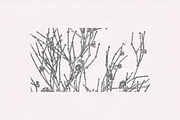 Dried Flowers, Petals, Shoots, an Illustration by TheBlackPixelCo (Thumbnail 6 of 8)