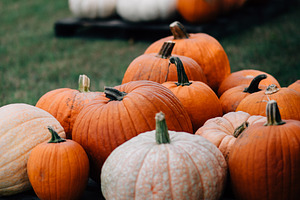 Fall Pumpkin Patch Halloween 1
