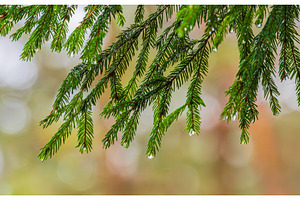 Rain drops on a branches of a fir, a Background Photo by Lukas Jonaitis SHOP