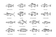 Types Marine, Ocean fish. Vector, an Animal Illustration by Tettygreen (Thumbnail 2 of 4)