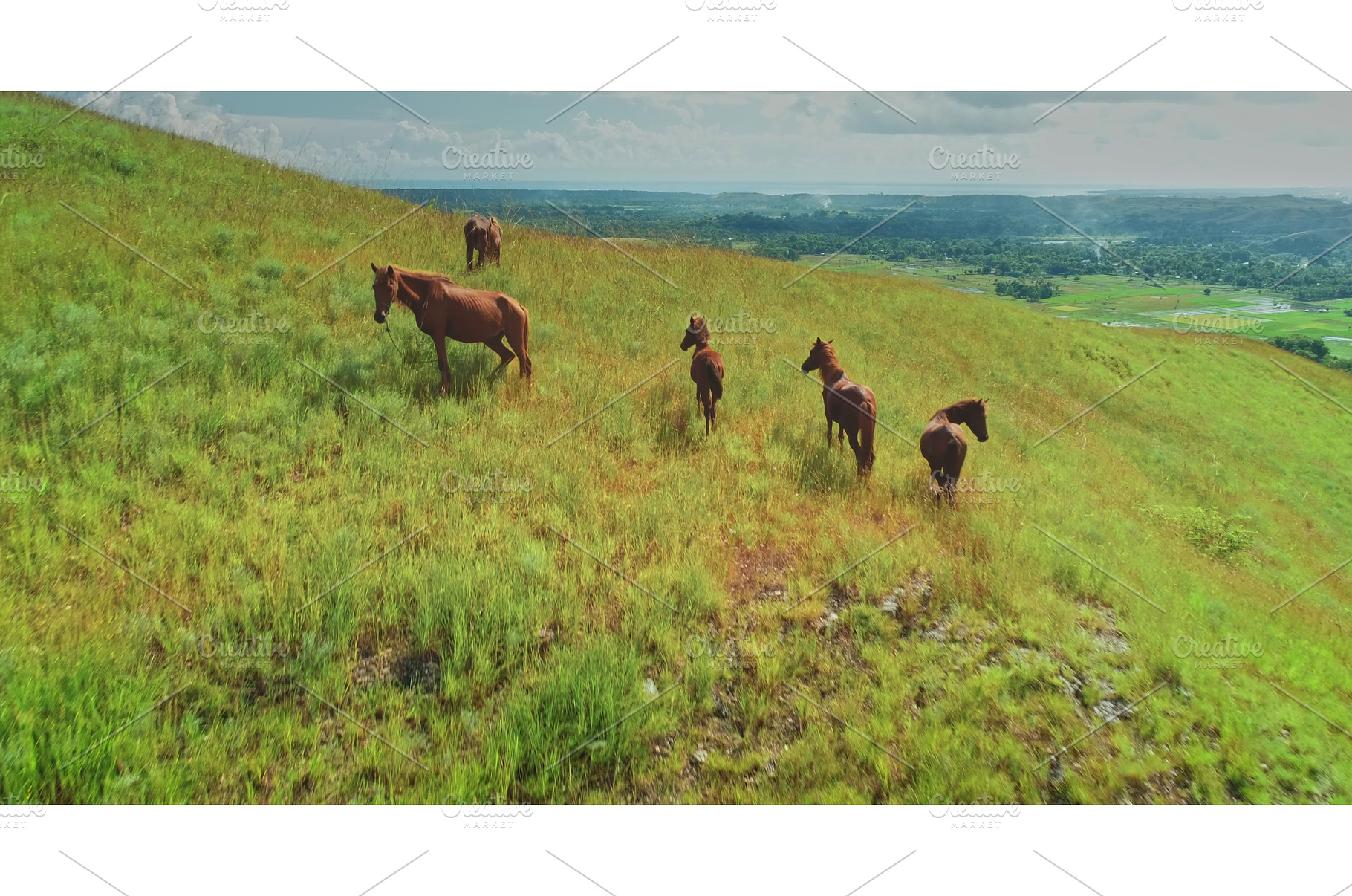 Horses grazing on idyllic green, an Animal Photo by Goinyk