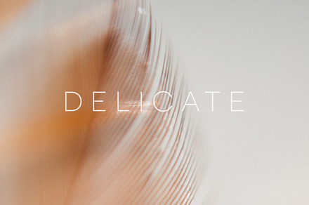 Delicate | 20 Feather Photos, a Nature Photo by Melanie Helena
