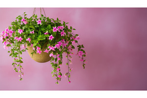 photo hanging plant isolated ai, a Nature Photo by pikepicture