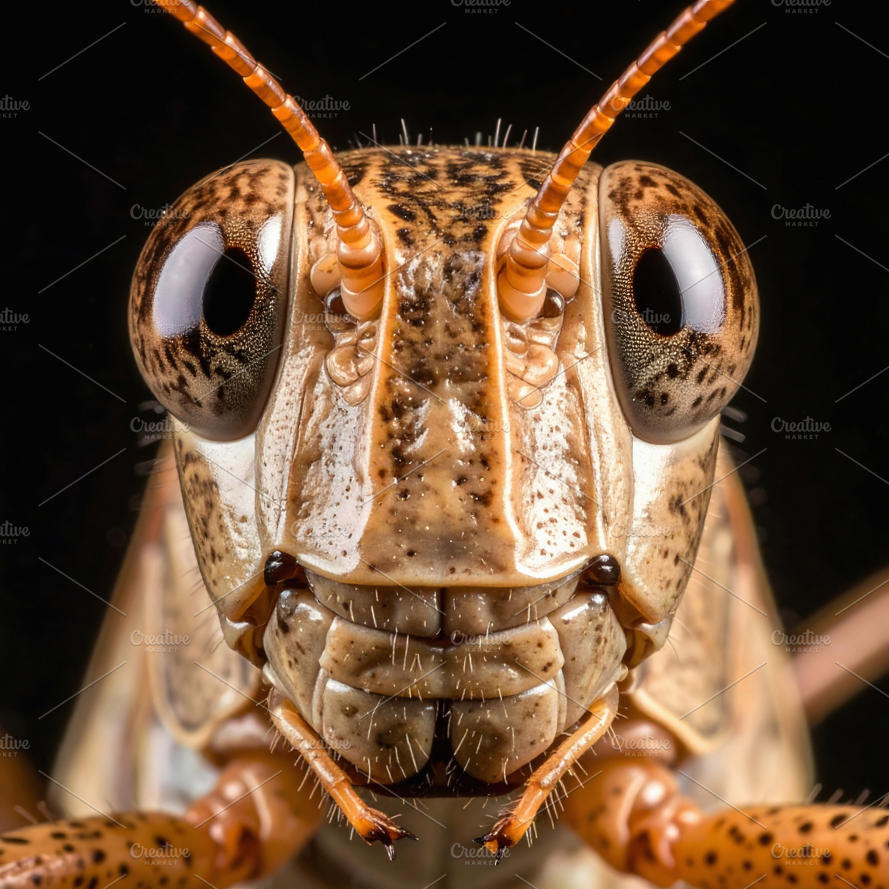 Extreme macro portrait of a grasshopper with detailed eyes, an Animal Photo by GoodGoods