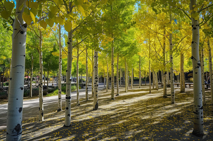 A grove of trees with vibrant yellow, a Photo by Iftikhar Alam
