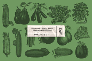 220 Vintage Vegetable Illustrations