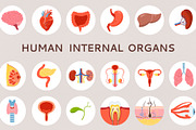 Human internal organs illustration, a Healthcare Illustration by Neliakott ♥ (Thumbnail 1 of 7)