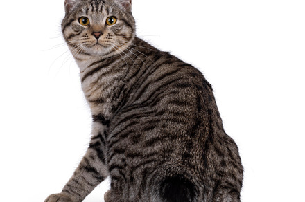 Kurilian Bobtail cat on white