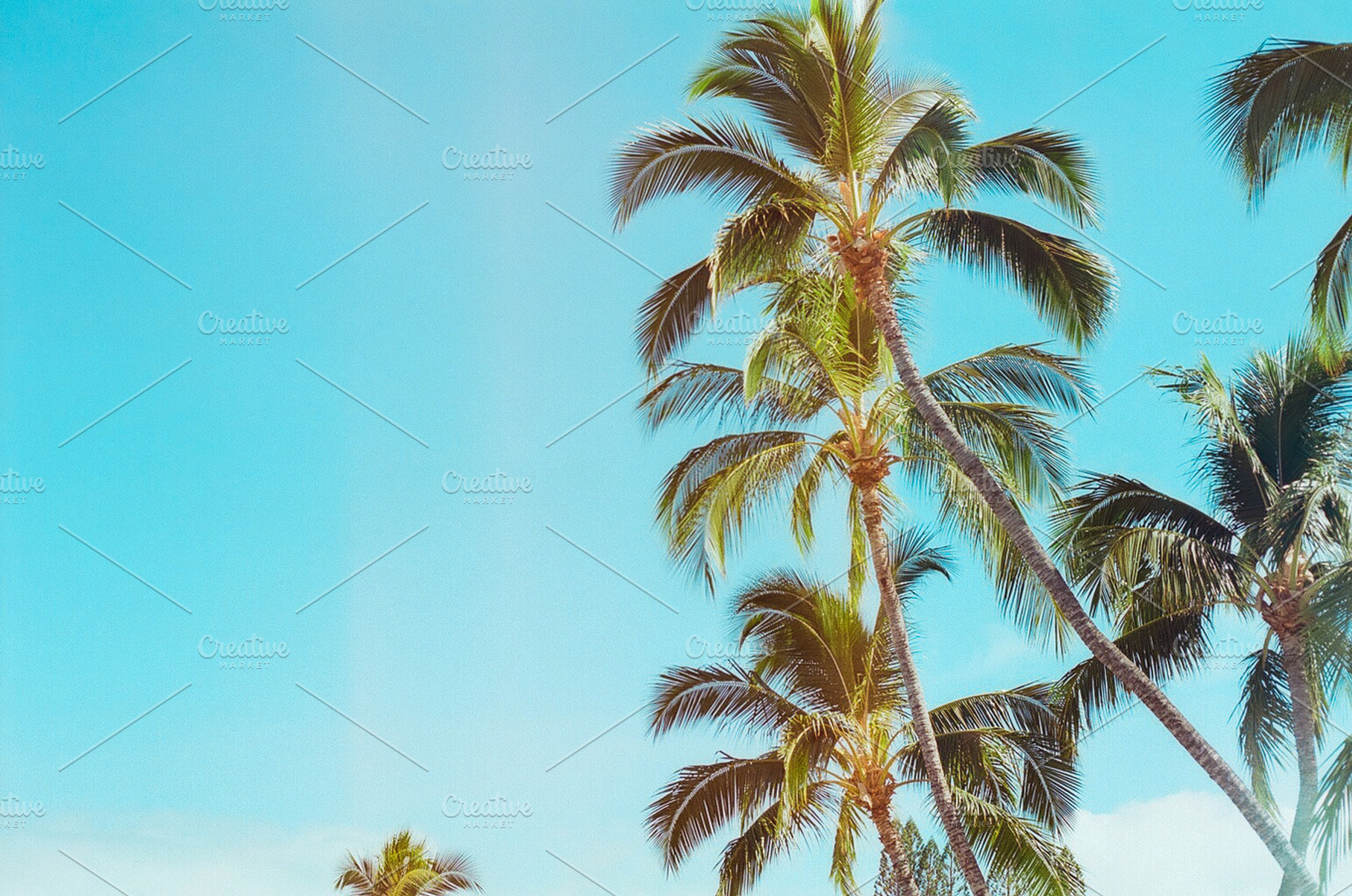 Palm trees featuring palm trees, palm tree, and maui, a Nature Photo by RodrigoM Photographs
