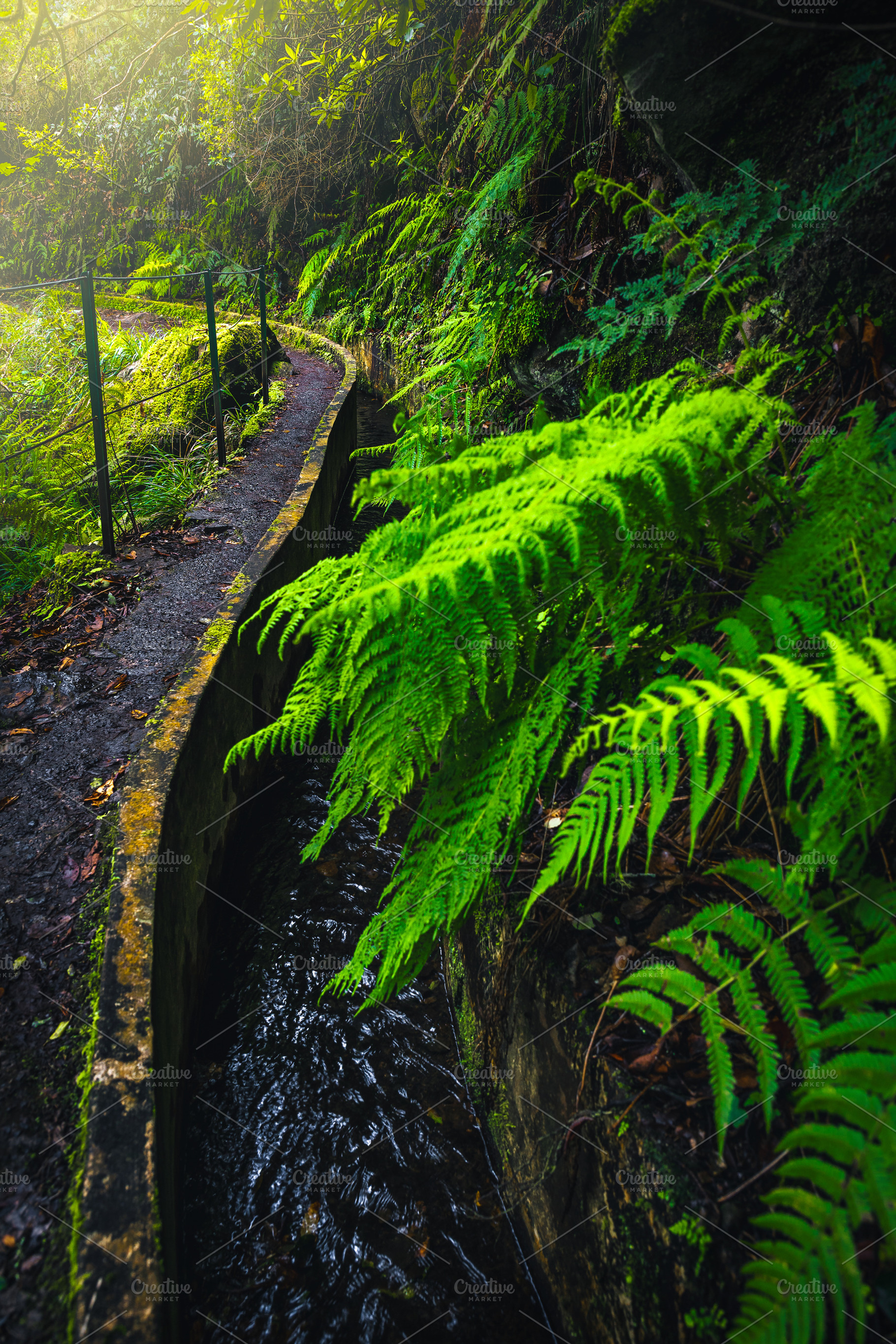 Winding levada hiking trail, Madeira, a Nature Photo by Alpine Dreams