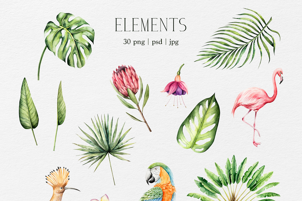 TROPICAL FOREST - Watercolor set, an Animal Illustration by Navenzeles (Photo 15 of 16)