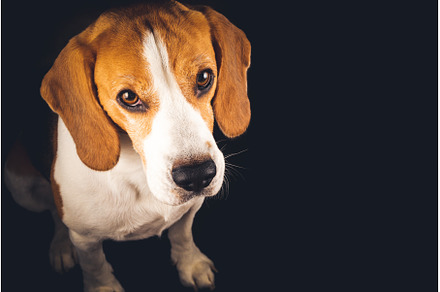 Beagle dog portrait isolated on, an Animal Photo by MadPhotos