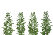 Eucalyptus tree #1, an Environmental 3D Model by AndrewWhite (Thumbnail 2 of 13)