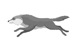 Gray wolf. A predatory beast. Wild, an Animal Illustration by the8monkey