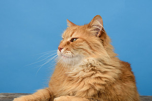 An adult ginger cat lies and rests on a blue background, an Animal Photo by ndanko