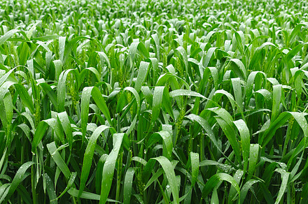 Young green wheat growing in an agricultural field, symbolizing, an Industrial Photo by salmon.black