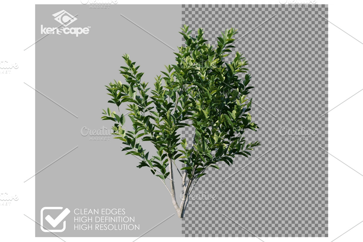 60 Assorted Plants Photo Overlays, a Nature Photo by KenScape (Photo 2 of 3)