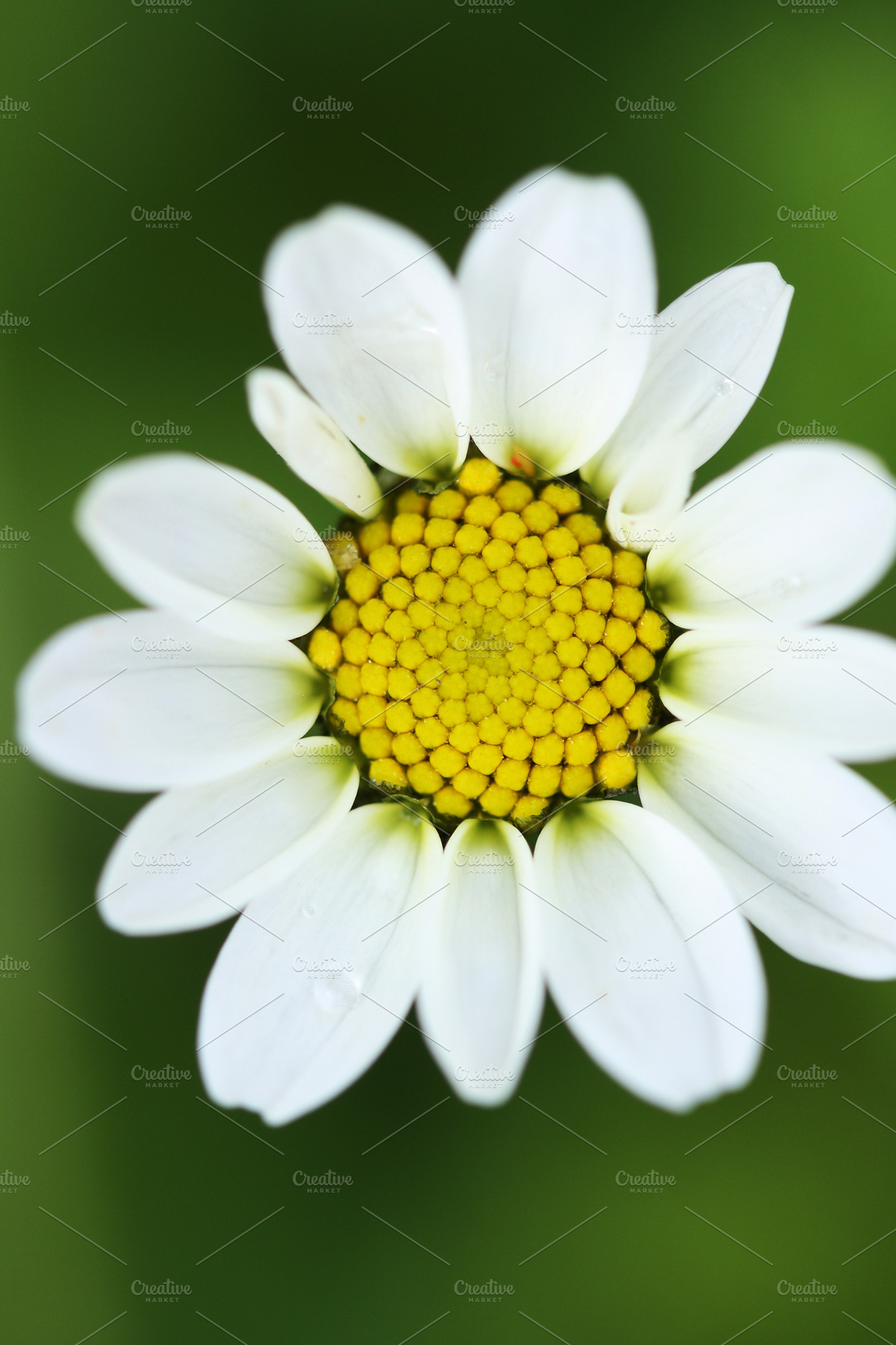 Macro wild daisy close-up., a Background Photo by Maria Dattola Photography