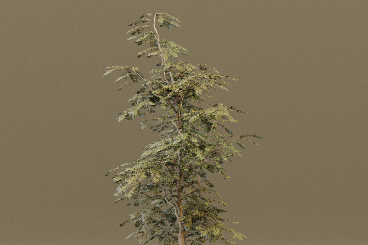 The Red Cherry Tree, a Plants & Tree 3D Model by FuturePastCreatives (Photo 7 of 7)