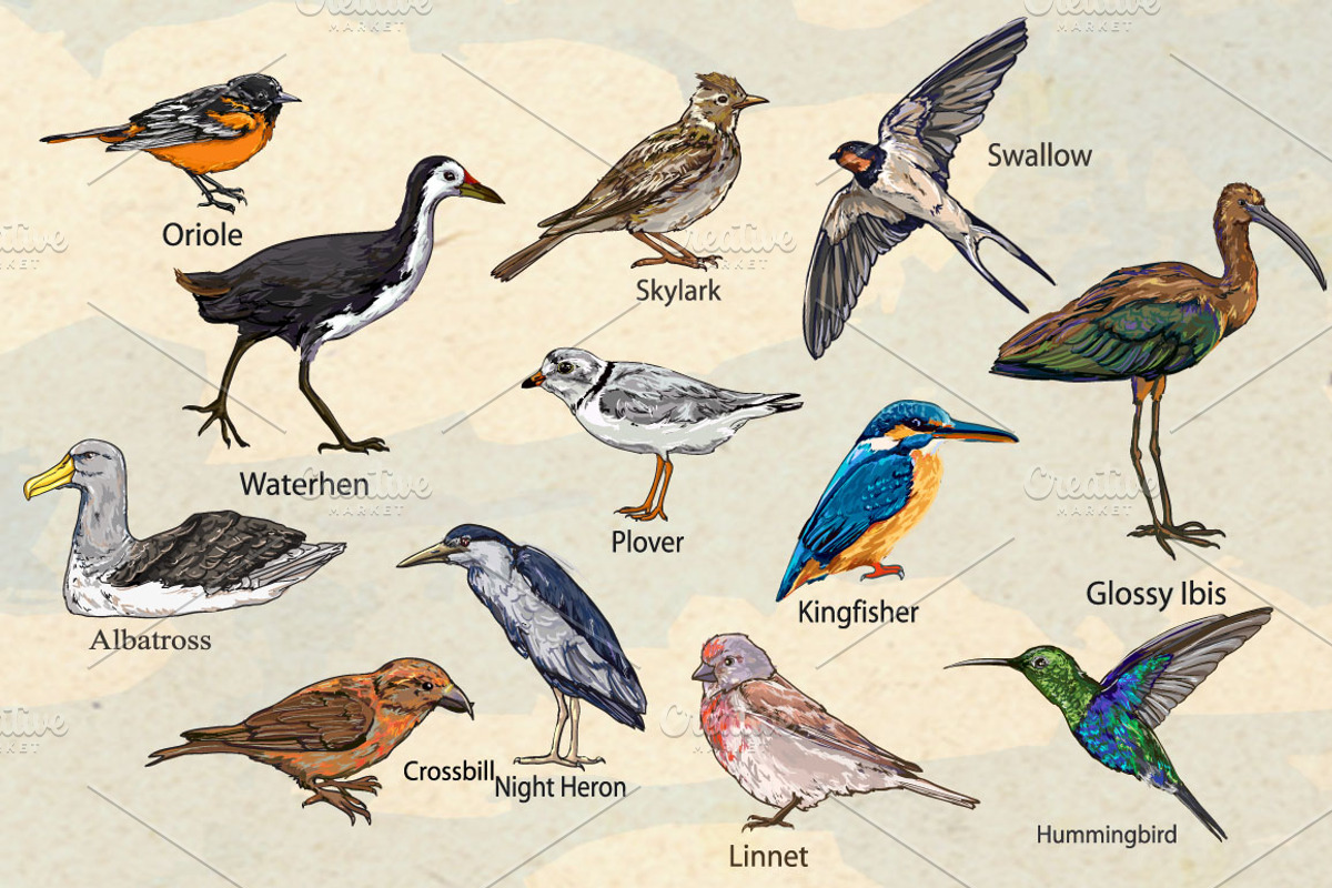 Beautiful Birds., an Animal Illustration by Sweet_print (Photo 2 of 3)