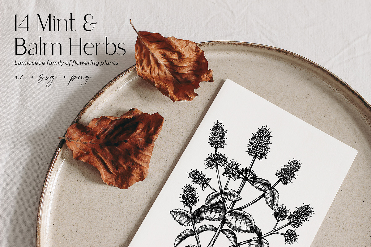 25 Medicinal Herbs Vector Collection, a Healthcare Illustration by Yevheniia (Photo 2 of 11)