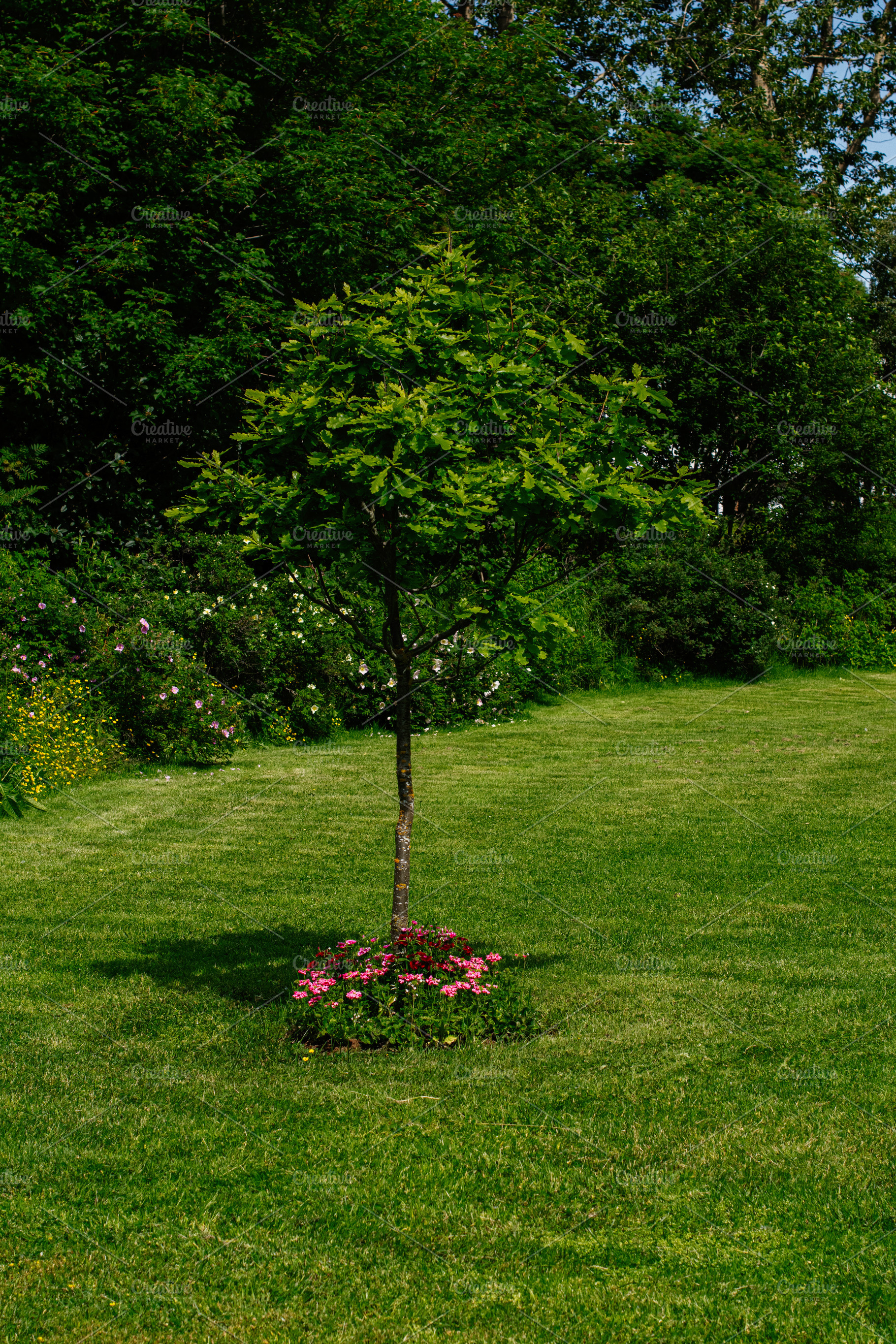 Lush tree with flowers in Reykjavik Iceland summer garden landscape scene, a Photo by AS photostudio