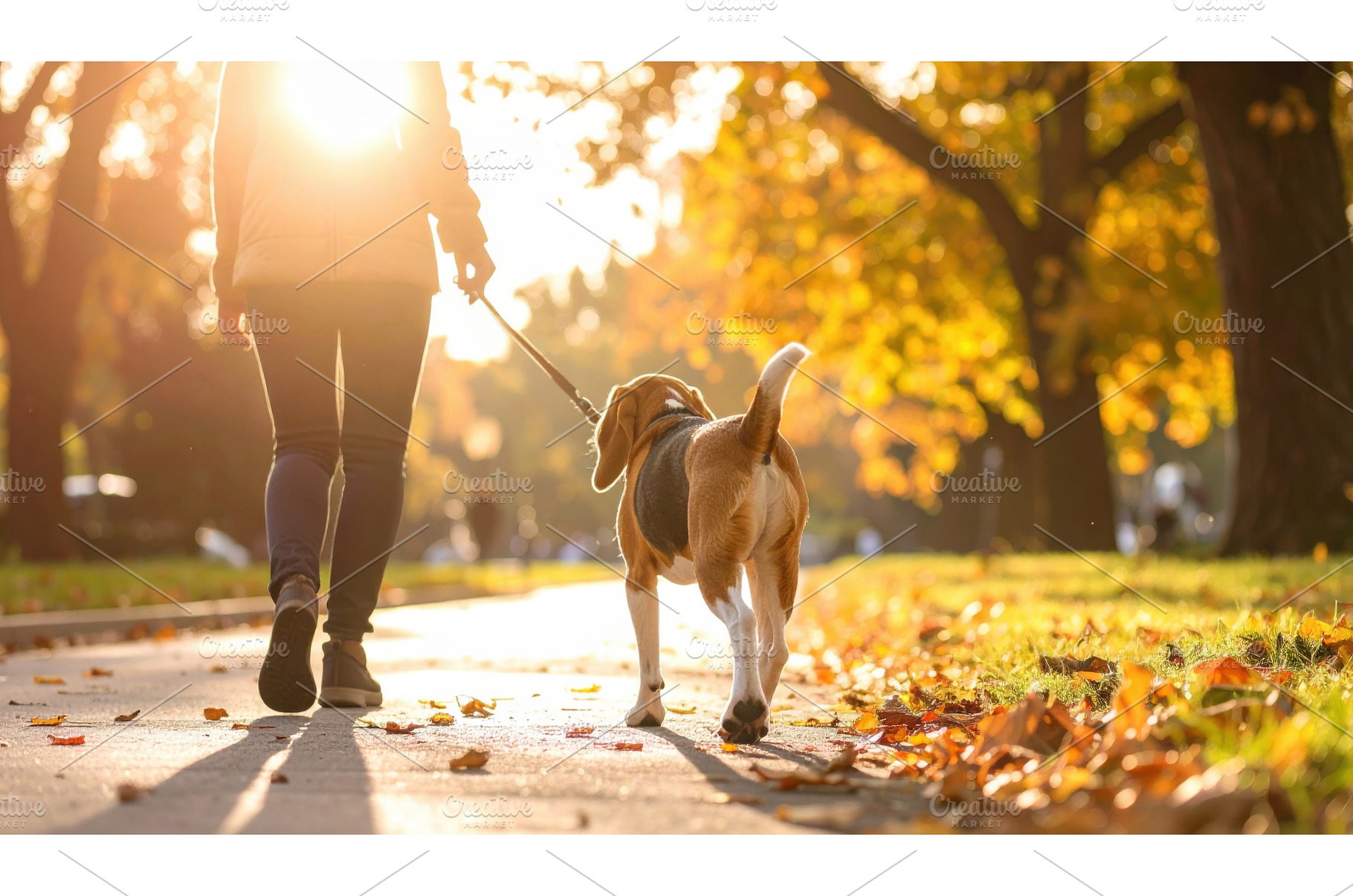 A person walking a dog in a golden, a Nature Photo by Igor Tichonow