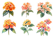 Watercolor Lantana Flower Clipart, an Illustration by SinaCreation (Thumbnail 3 of 5)