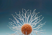 Abstract Glass Microbes Collection, an Object Illustration by StockVerse Creative (Thumbnail 2 of 4)
