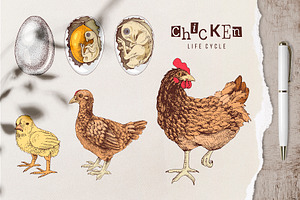 Hand drawn chicken life cycle