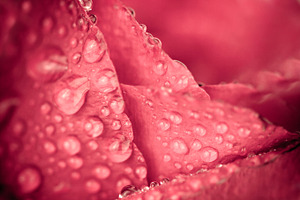  Red rose petal surface