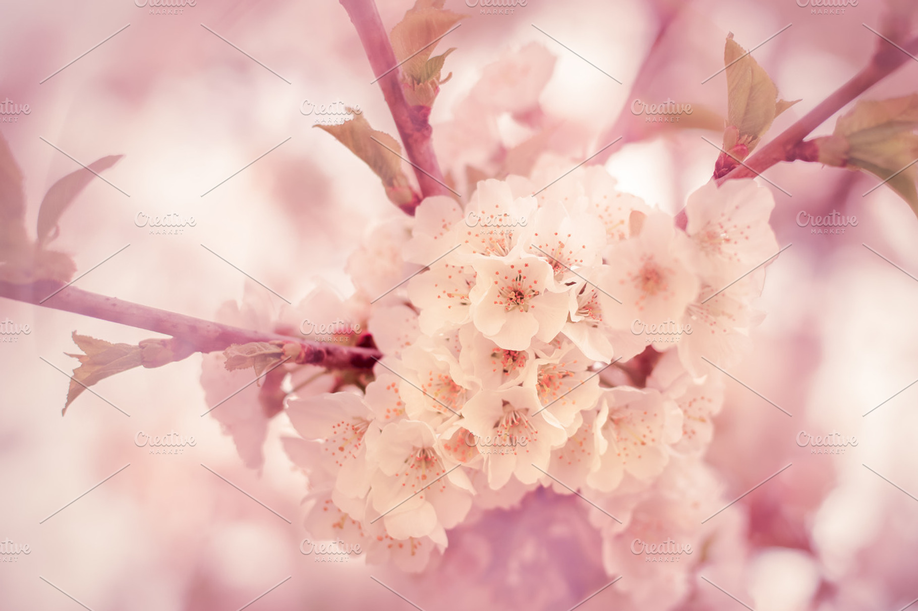 Cherry Blossom Stock Photograph