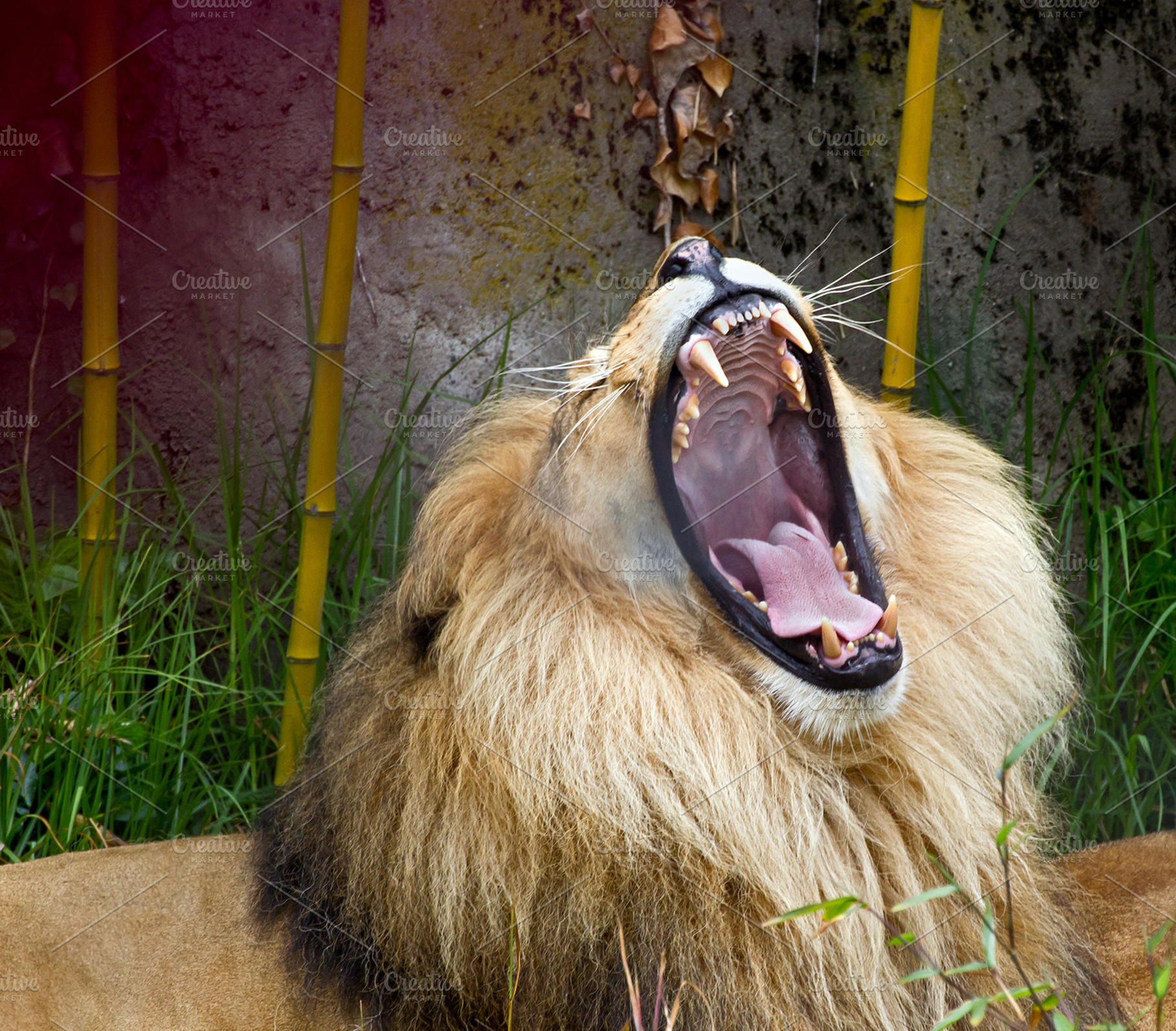 Lion Stock Photo Containing Animal And Picture