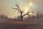 48 Dying Tree Images, a Nature Photo by h.utomo (Thumbnail 36 of 48)