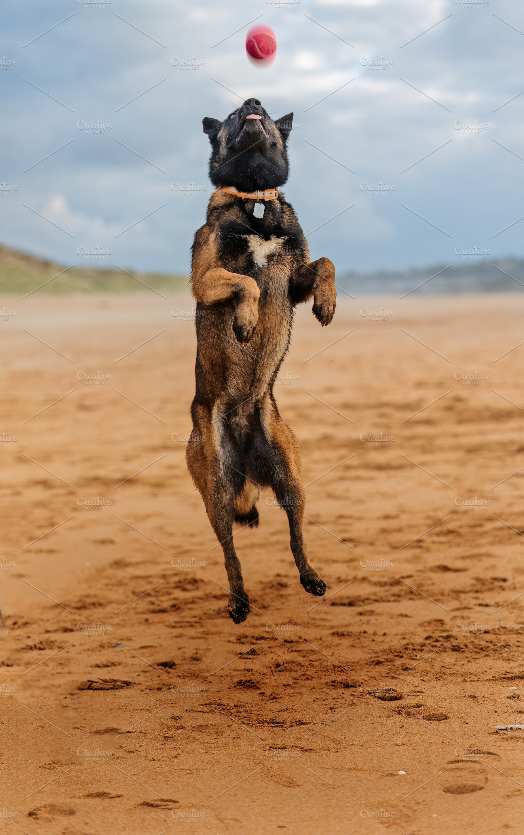 Dog jumping on the beach to catch a, an Animal Photo by Perpis