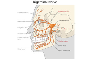 Diagram of Trigeminal Nerve and, a Healthcare Illustration by AlexArt