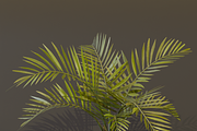 The Alexandra Palm Bush, a Plants & Tree 3D Model by FuturePastCreatives (Thumbnail 13 of 15)