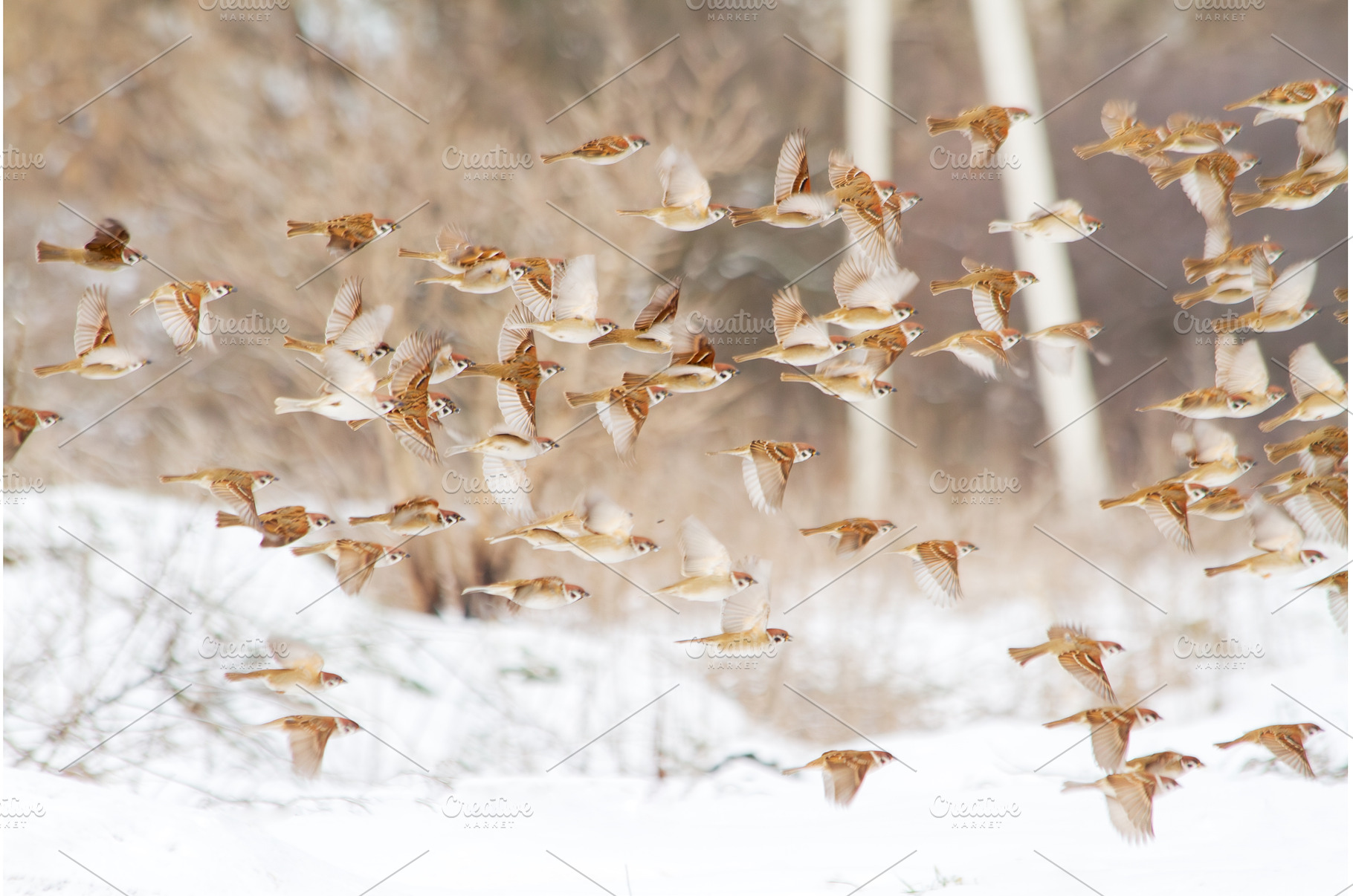 Multiple sparrows in motion against, an Animal Photo by Pakosta