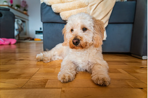 Portrait of a Fluffy Maltipoo Puppy
