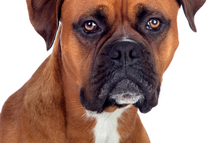 Studio shot of an adorable Boxer dog, an Animal Photo by José Manuel Gelpi