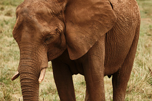Solitary African Elephant in Natural, an Animal Photo by Perpis