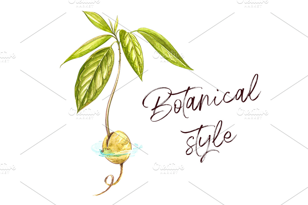 Avocado in botanical style, a Food Illustration by Ann Astro (Photo 5 of 13)