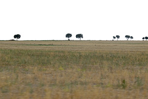 Oak trees on dry countryside field, a Transportation Photo by DanFLCreativo