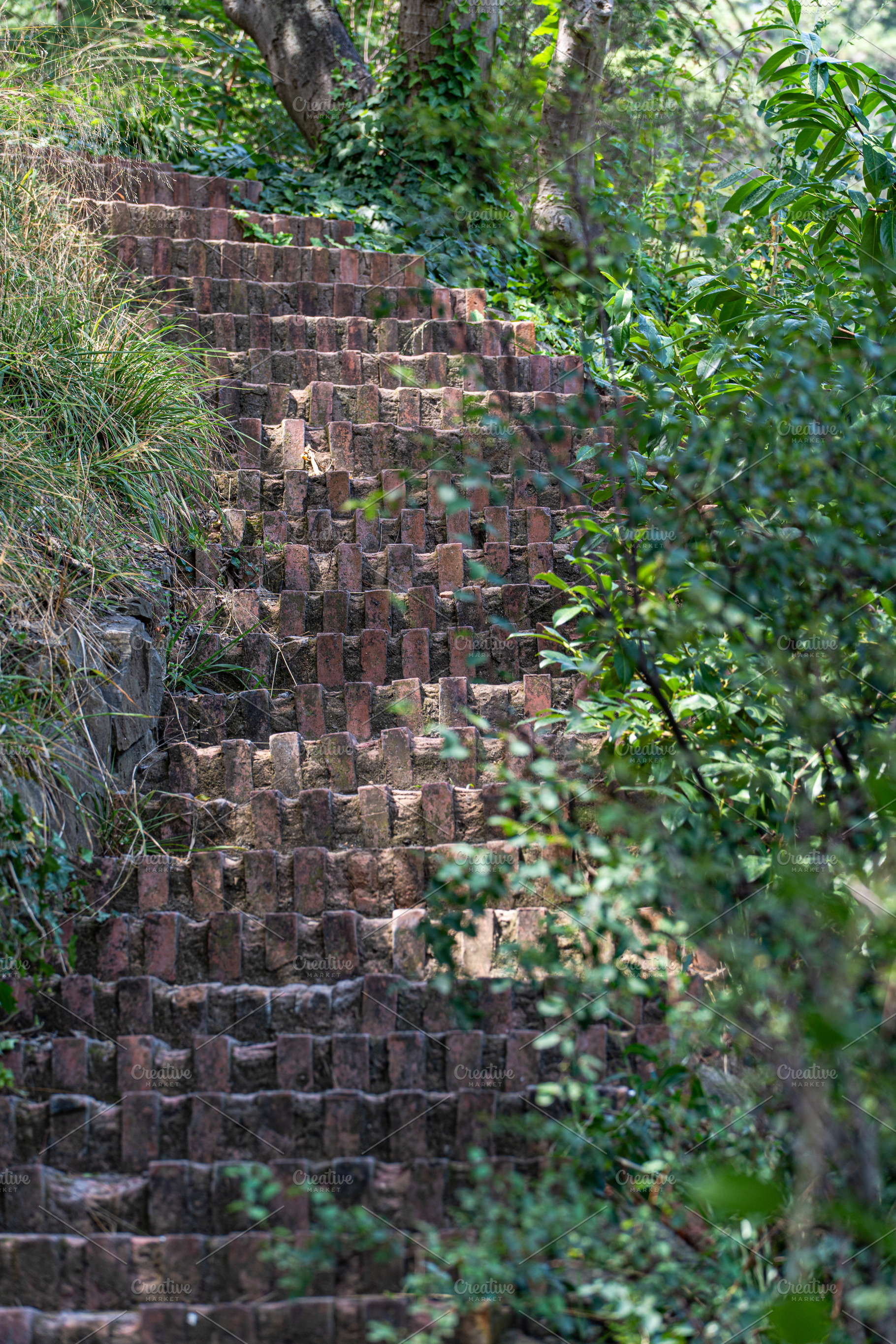 Stepway in the summer forest, a Nature Photo by Anna Bogush