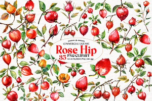 Watercolor Rose Hip Clipart, an Illustration by Watercolor design