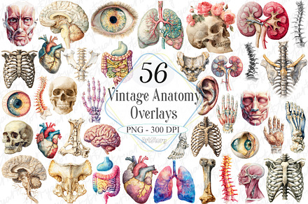 Antique Anatomy Overlays Set 2