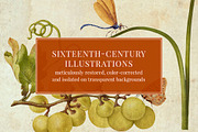 80 Vintage Nature Illustrations, an Object Graphic by The Object Atlas (Thumbnail 2 of 11)