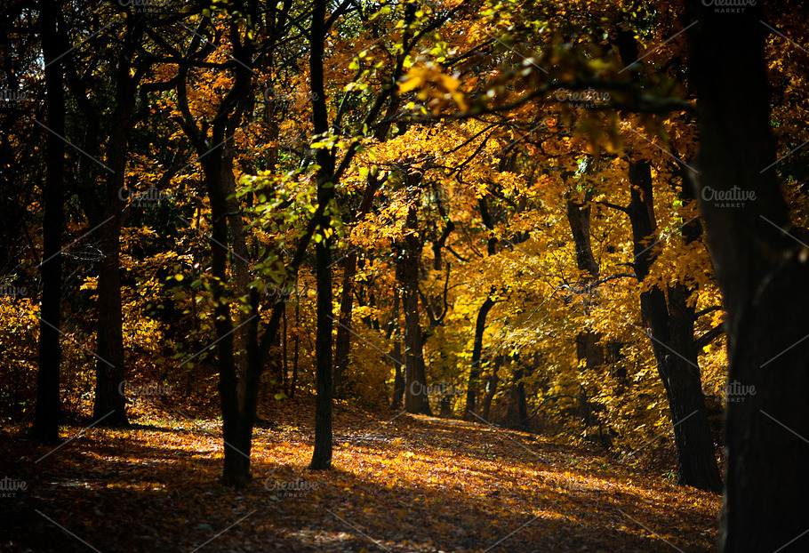 Golden Autumn Light