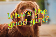 Good Vibrations | Opentype SVG Font, a Serif Font by Ryn Pojas (Thumbnail 4 of 9)